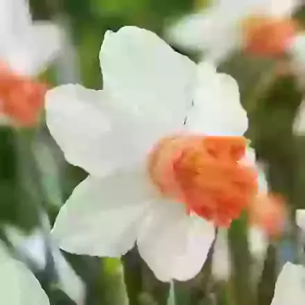 Charming Lady